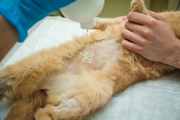 Le médecin fait une échographie de l&#39;abdomen du chat