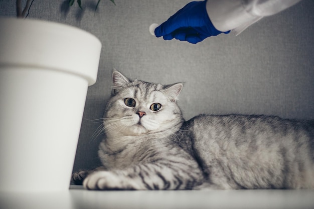 Photo un médecin en gants bleus dans une clinique vétérinaire donne une pilule à un chat gris britannique.