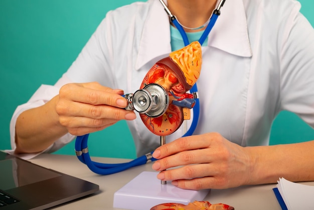 Médecin tenant un modèle anatomique de rein et un stéthoscope dans son bureau