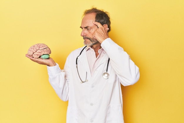 Médecin tenant un modèle de cerveau en studio