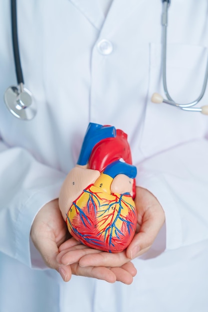 Photo médecin tenant un modèle de cœur humain maladies cardiovasculaires athérosclérose cœur hypertendu cœur valvulaire fenêtre aortopulmonaire monde journée du cœur et concept de santé