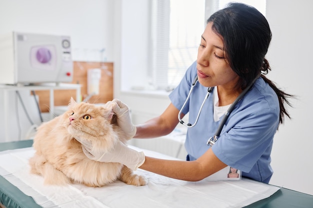 Médecin vérifiant les oreilles des chats