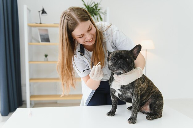 Médecin vétérinaire avec bouledogue français à l'ambulance vétérinaire