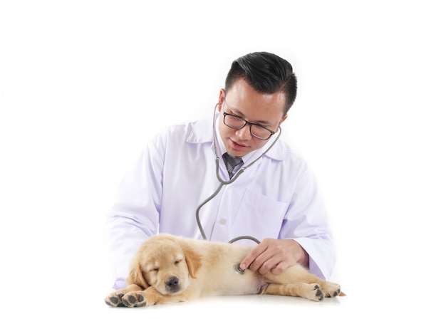 Médecin vétérinaire avec chien chiot golden retriever