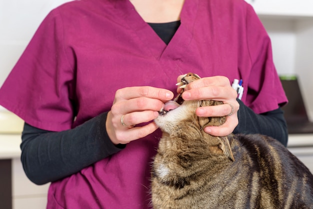 Médecin vétérinaire donnant une pilule pour vermifuger un chat