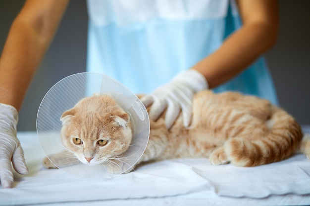Un médecin vétérinaire effectue un contrôle sur un beau chat mignon avec un collier de cône en plastique après castration, concept vétérinaire.