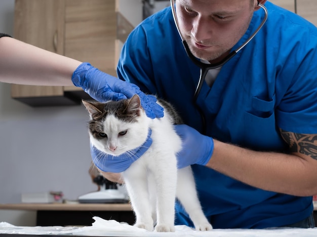 Médecin vétérinaire examinant un chat malade avec stéthoscope dans une clinique vétérinaire