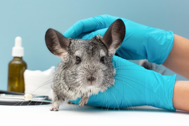 Médecin vétérinaire examinant chinchilla mignon avec stéthoscope au gros plan de table blanche