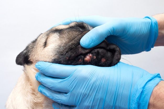 Médecin vétérinaire en gants médicaux examine les blessures à la tête de chien chien carlin avec des plaies enflammées rouge sur son visage