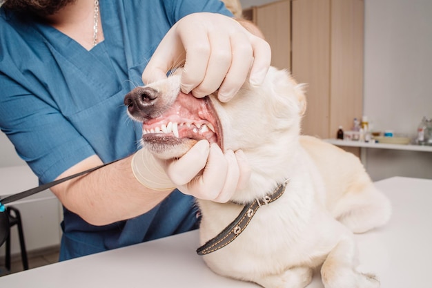 Médecin vétérinaire inspectant les dents de chien à la clinique vétérinaire