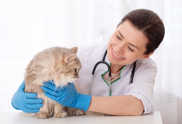 Médecin vétérinaire inspectant le patient