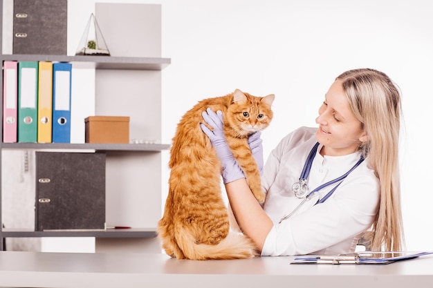 Médecin vétérinaire avec stéthoscope vérifiant le chat à la clinique vétérinaire