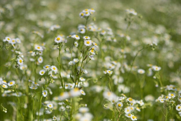 Médecine alternative belle scène de la nature médecine et fleur médicale