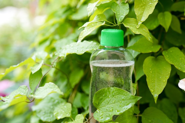 Médecine naturelle ou cosmétique. Bouteille de feuilles vertes