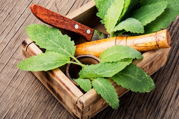 Médecine naturelle et herbes