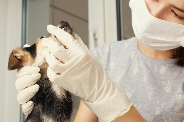 Médecine pour les animaux. La fille un vétérinaire examine les chiens du terrier de jouet, vérifie teet