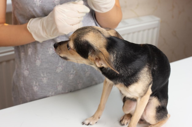 Médecine pour animaux La jeune fille vétérinaire examine le chien terrier jouet