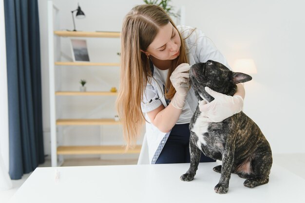 Médecine soins aux animaux de compagnie et concept de personnes gros plan du chien bouledogue français et de la main du médecin vétérinaire à la clinique vétérinaire