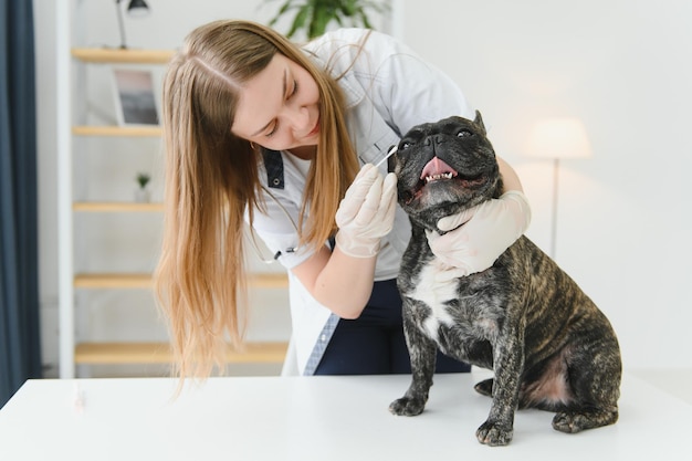 Médecine soins aux animaux de compagnie et concept de personnes gros plan du chien bouledogue français et de la main du médecin vétérinaire à la clinique vétérinaire