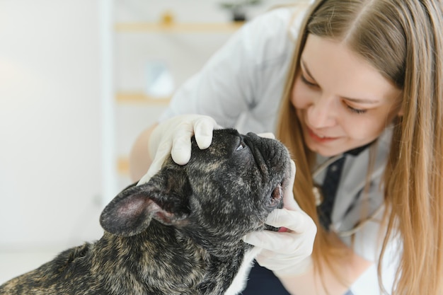 Médecine soins aux animaux de compagnie et concept de personnes gros plan du chien bouledogue français et de la main du médecin vétérinaire à la clinique vétérinaire