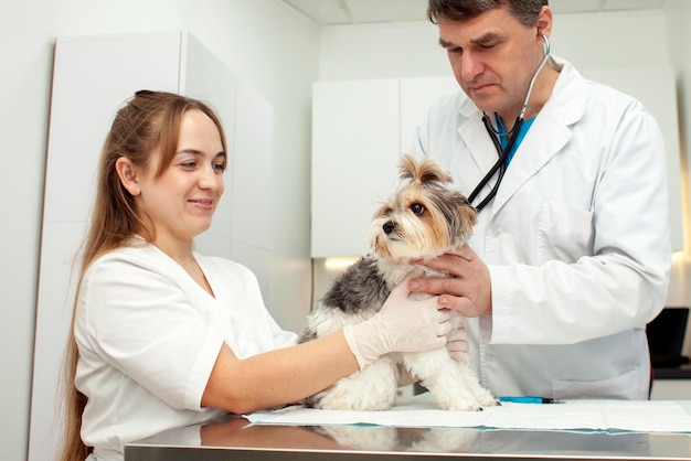 Médecins vétérinaires examinent le chien biewer york dans une clinique vétérinaire médecin vétérinaire et infirmière