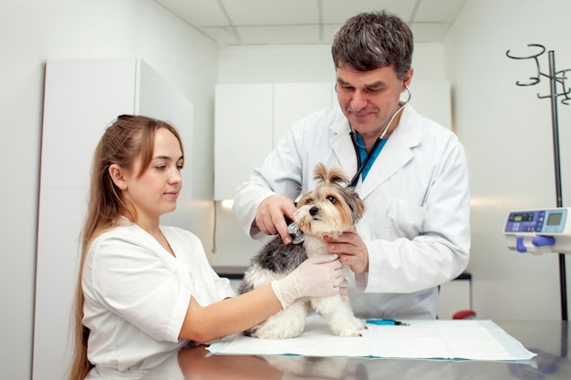 Les médecins vétérinaires examinent le chien Biewer York dans une clinique vétérinaire médecin vétérinaire