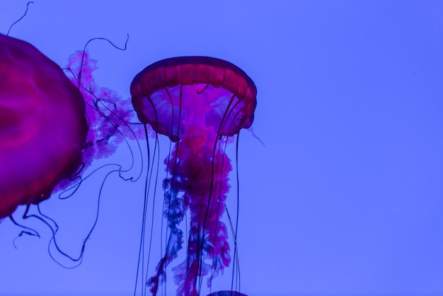 Photo méduse à l'acuarium toronto canada