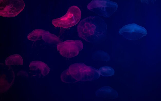 méduse à l'aquarium animaux dangereux