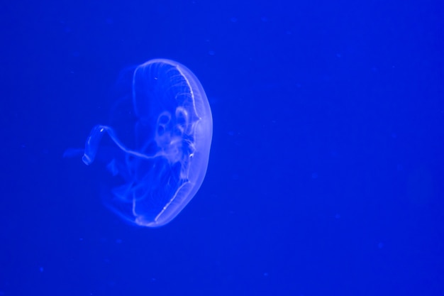 Méduse blanche nageant dans l&#39;eau bleue