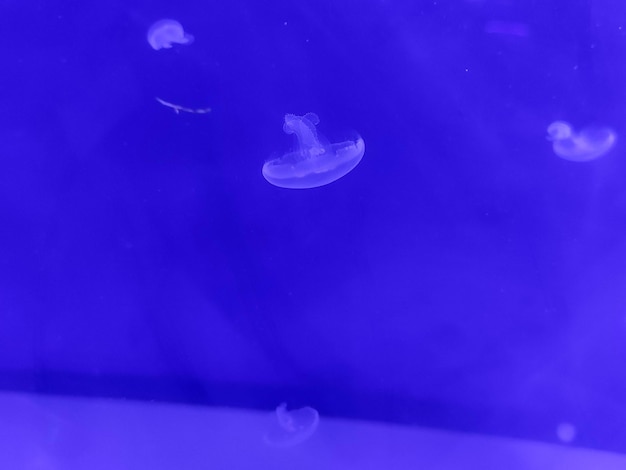Méduse bleue fond photographie marine mer nature