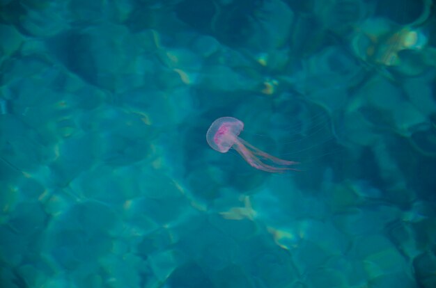 Méduse colorée sur l'eau bleue