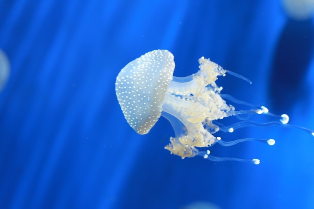 méduse dans l&#39;aquarium