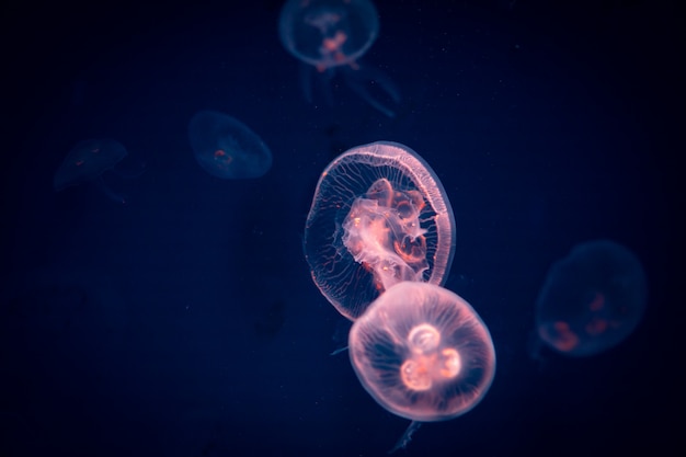 Méduse dans l'eau bleue, vie marine