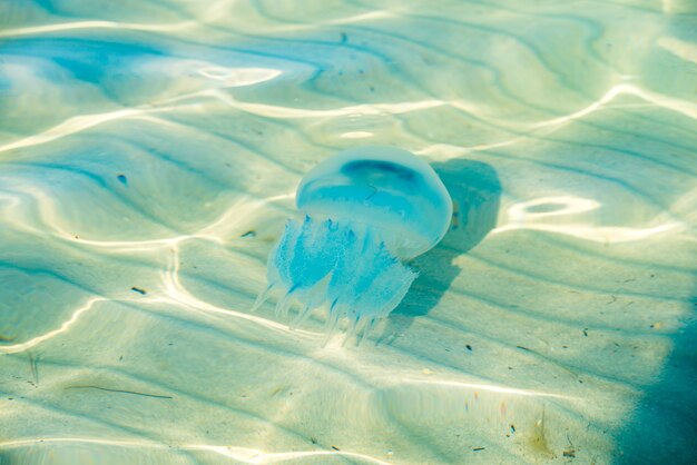 Méduse dans la mer