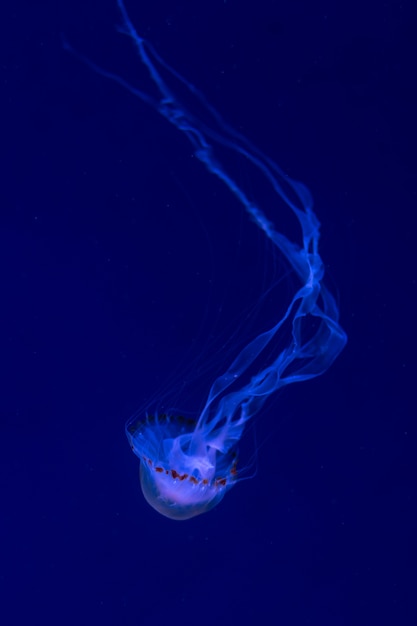 Méduse dans la mer