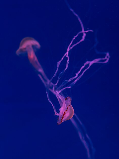 Méduse dans la mer