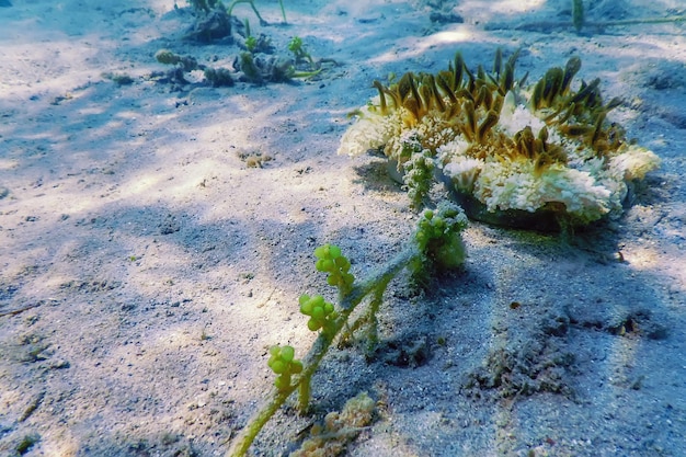 Méduse à l'envers (Cassiopea andromeda), la vie marine