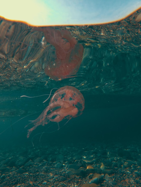 Une méduse est sous l'eau et elle est rouge.