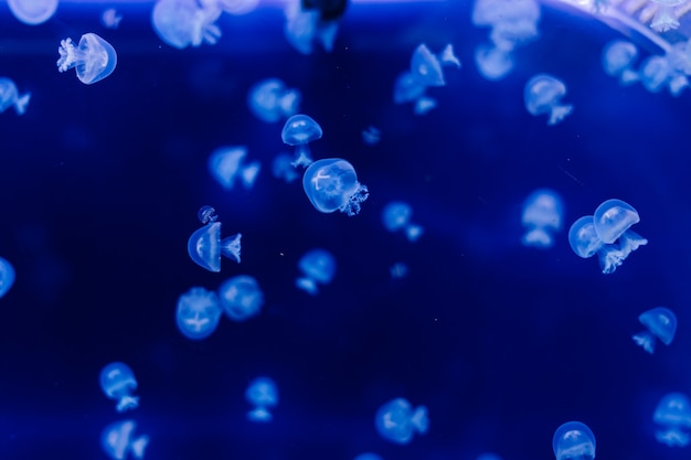 Méduse sur fond bleu de l'Aquarium de Prague.