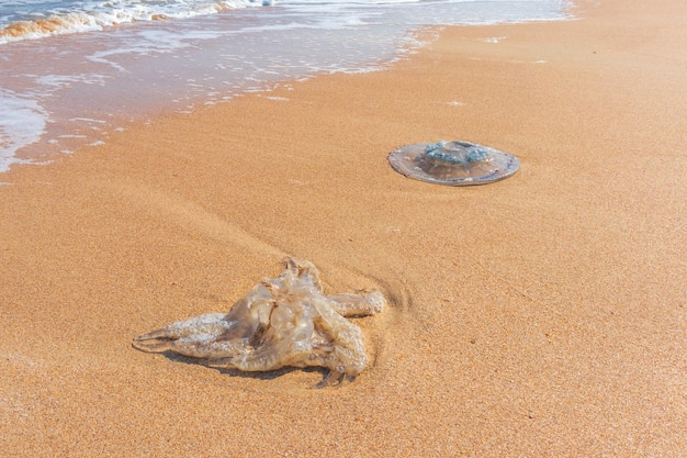 Une méduse morte échouée sur le rivage Des méduses sur la côte de la mer d'Azov Des filaments ressemblant à des vers avec des cellules piquantes toxiques peuvent causer des blessures douloureuses aux personnes