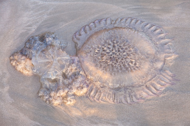 Méduse morte sur la plage, la méduse est assise sur la plage.