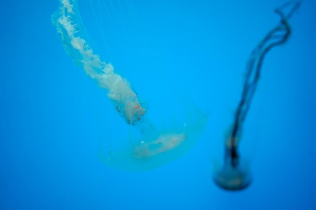 Méduse de l'ortie de la baie de l'Atlantique sous l'eau