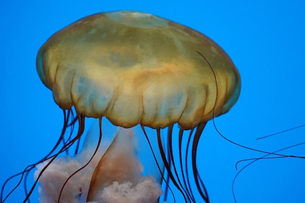 Méduse d'ortie de mer du Pacifique sous l'eau