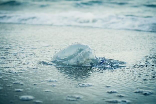 Méduse sur la plage dans une tonalité bleue