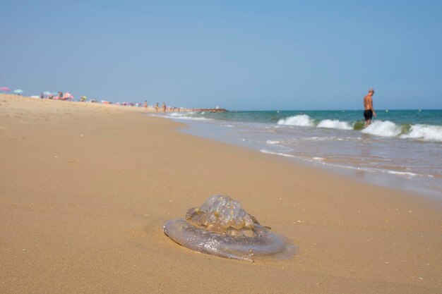 méduse sur la plage