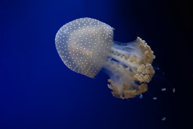 La méduse à points blancs flotte dans l'eau sur un fond bleu. Espace libre pour le texte