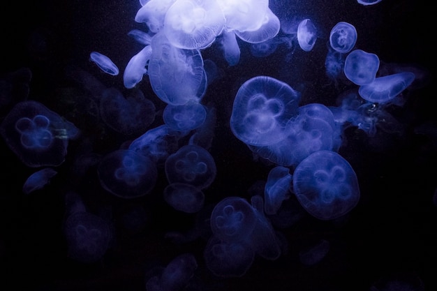 Méduse sous l'eau, méduse, animal marin dans l'eau, couleur bleue