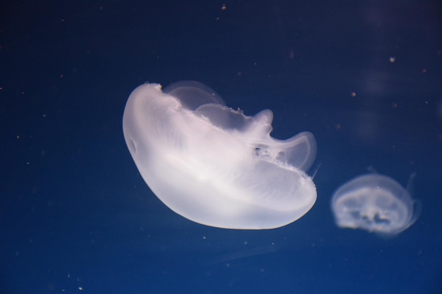 Méduse toxique nageant dans la mer