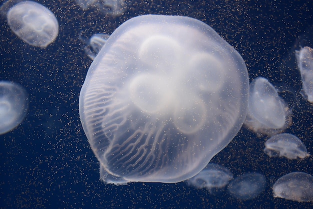 Photo méduse toxique nageant dans la mer