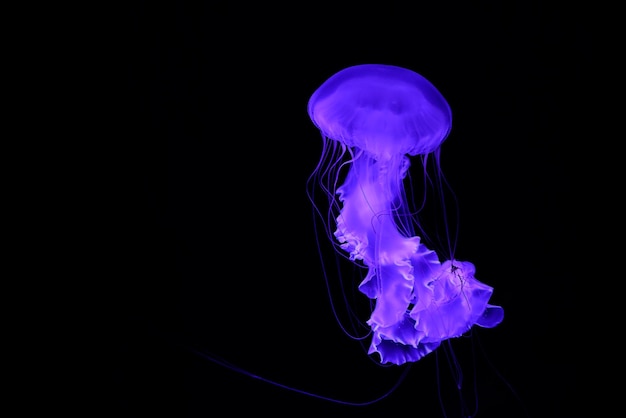 Photo une méduse violette brillante sur un fond noir